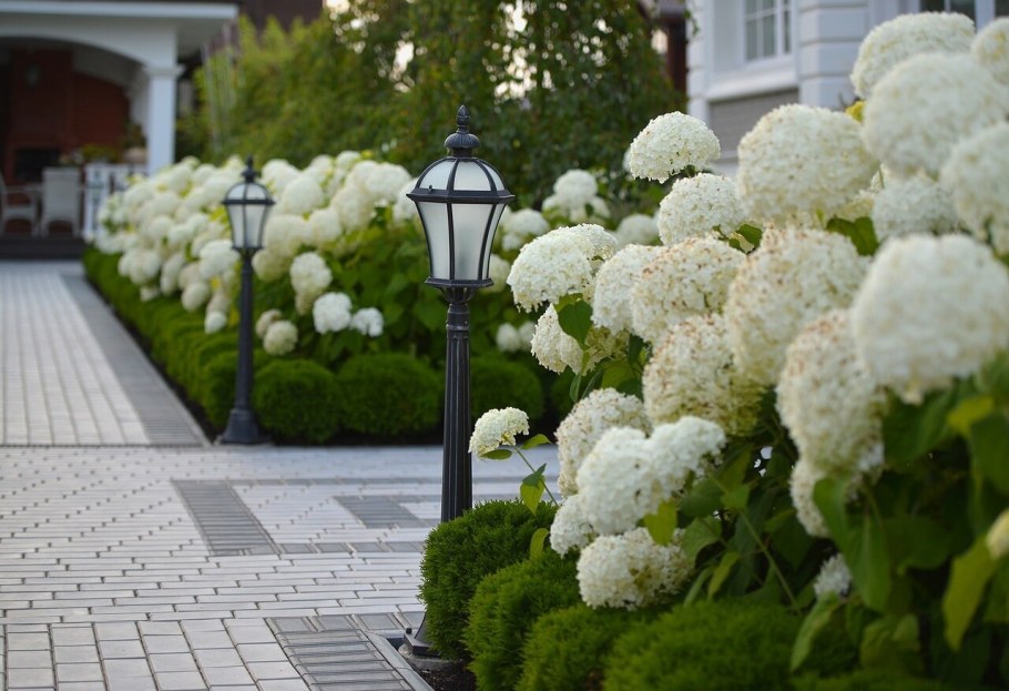 Гортензия Анабель изгородь
