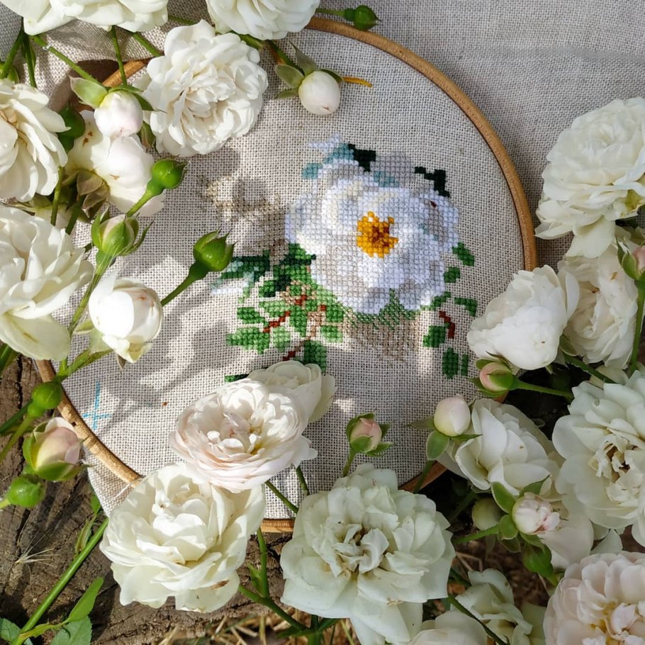 Риолис шиповник