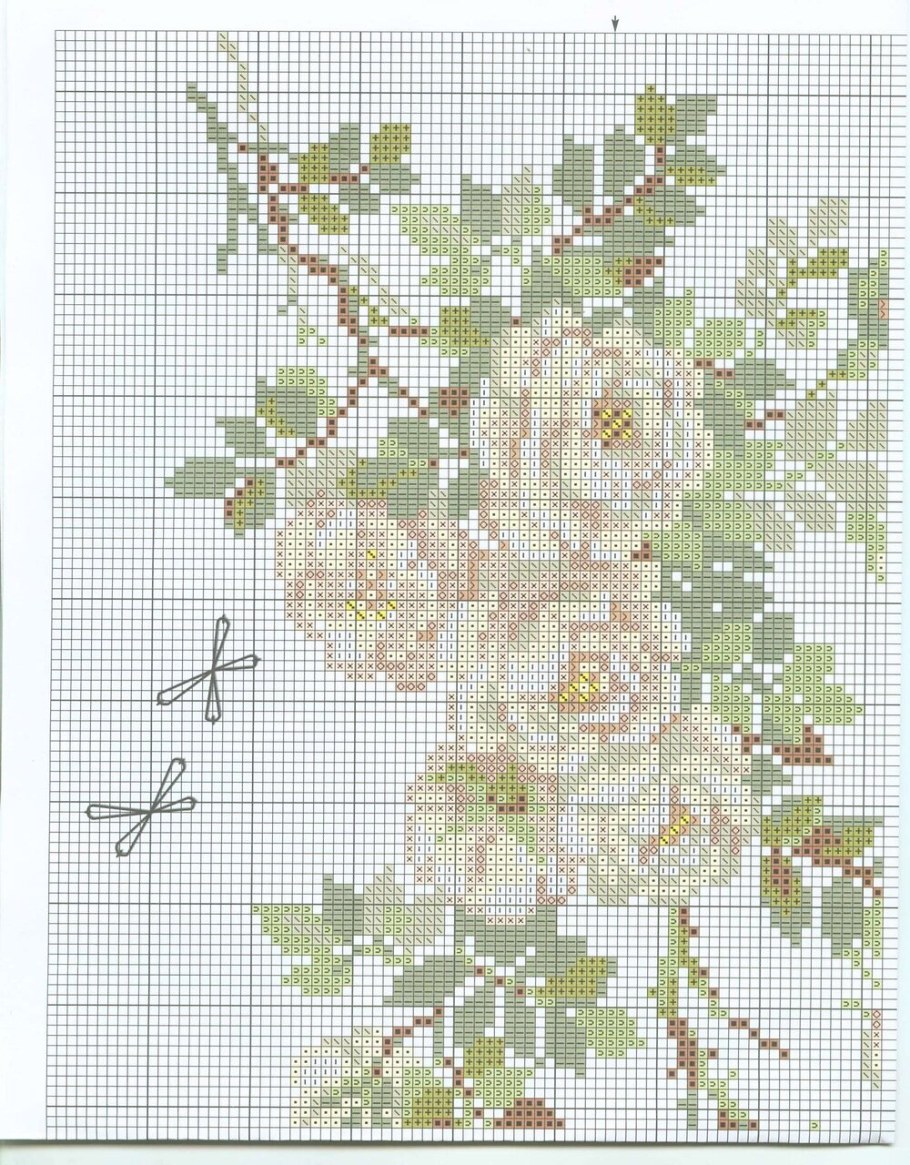 Белый шиповник Риолис схема