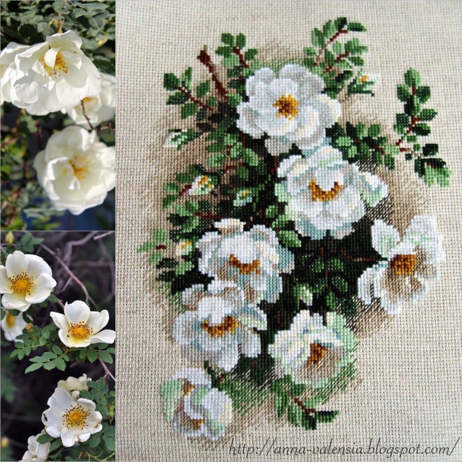 Риолис шиповник