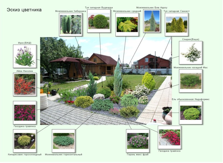 Дендроплан с ассортиментной ведомостью