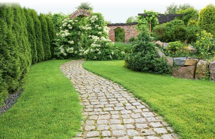 Туя Брабант Живая изгородь