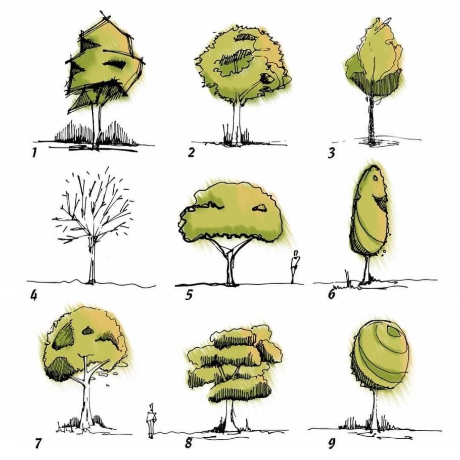 Архитектурные скетчи деревьев