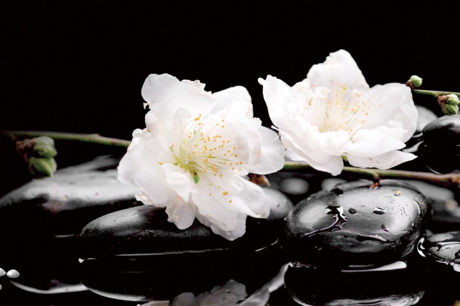 Альбико sp189