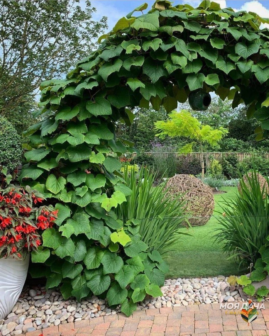 Виноград Куанье японский