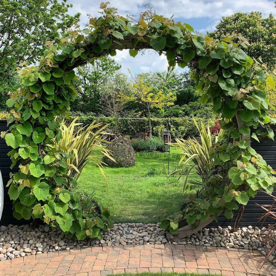 Виноград Маркетт на арке