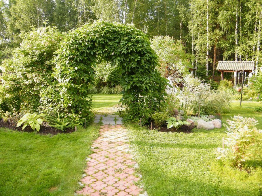 Беседка увитая девичьим виноградом