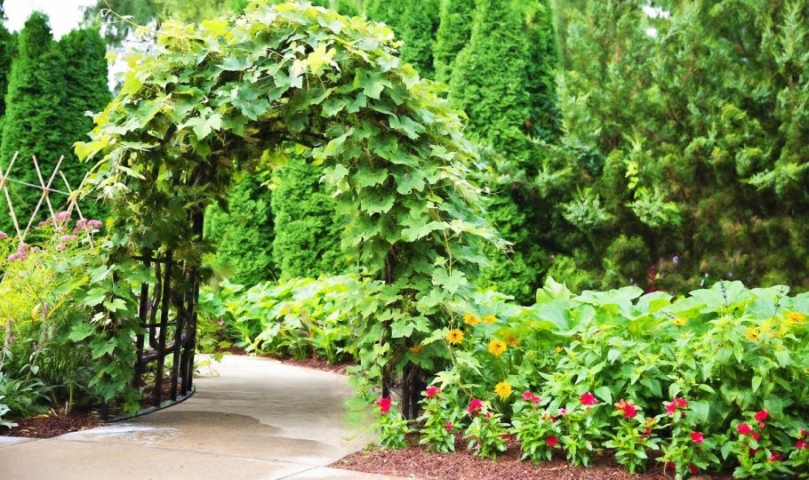 Арка увитая девичьим виноградом