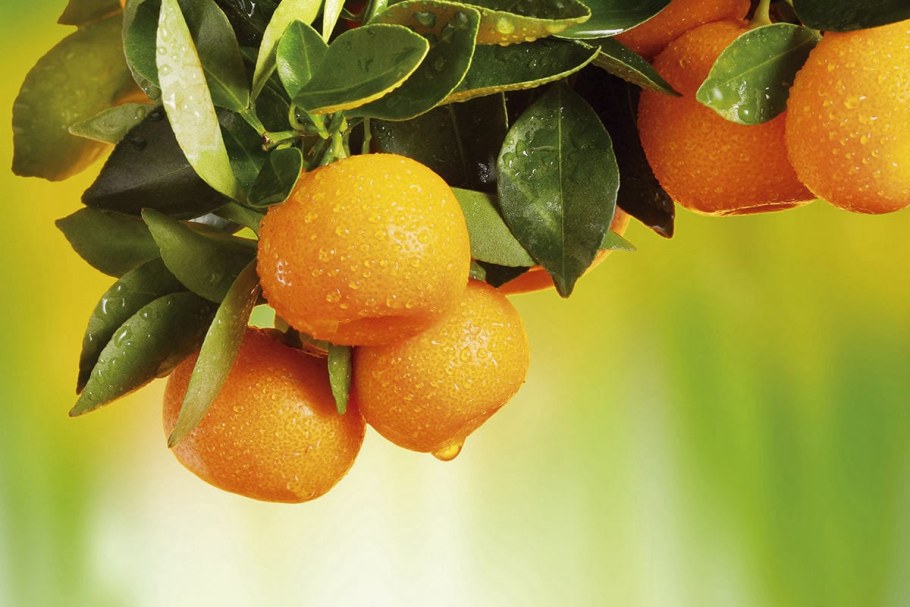 Апельсин на ветке