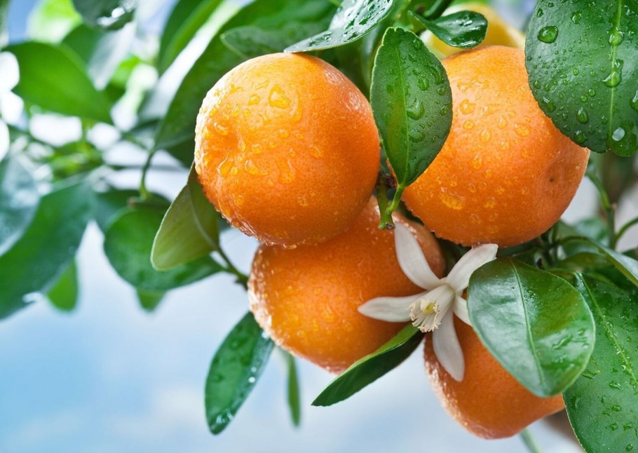 Мандарин Tangerine Tree