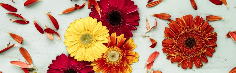 Лепесток герберы