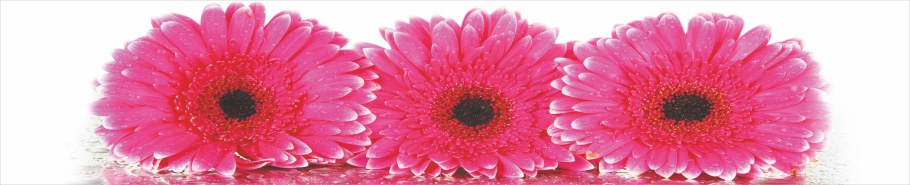 Фартук герберы