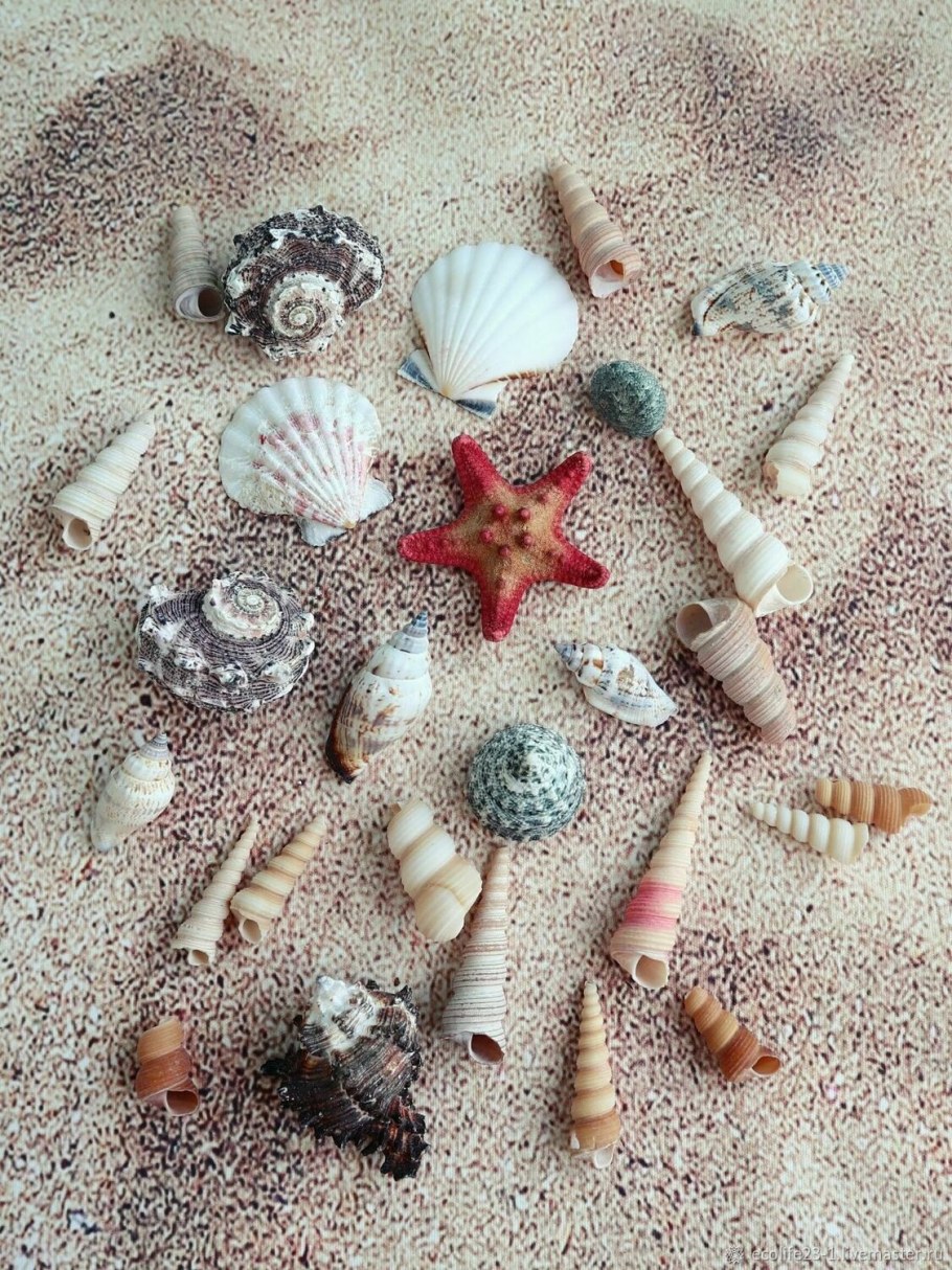 Звездная Ракушка