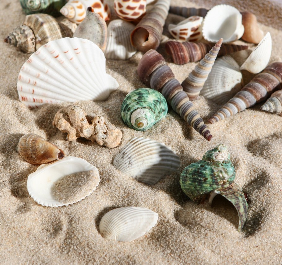 Набор ракушек пижон