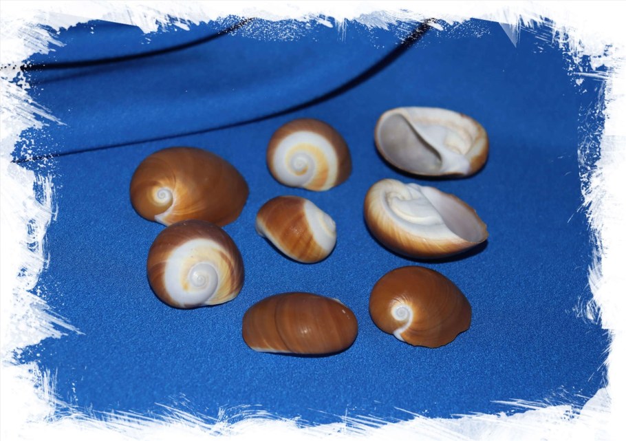 Ракушка коричневая