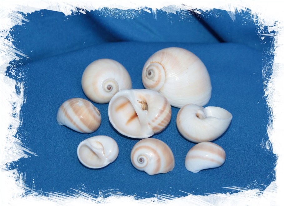 Упаковка Ракушка