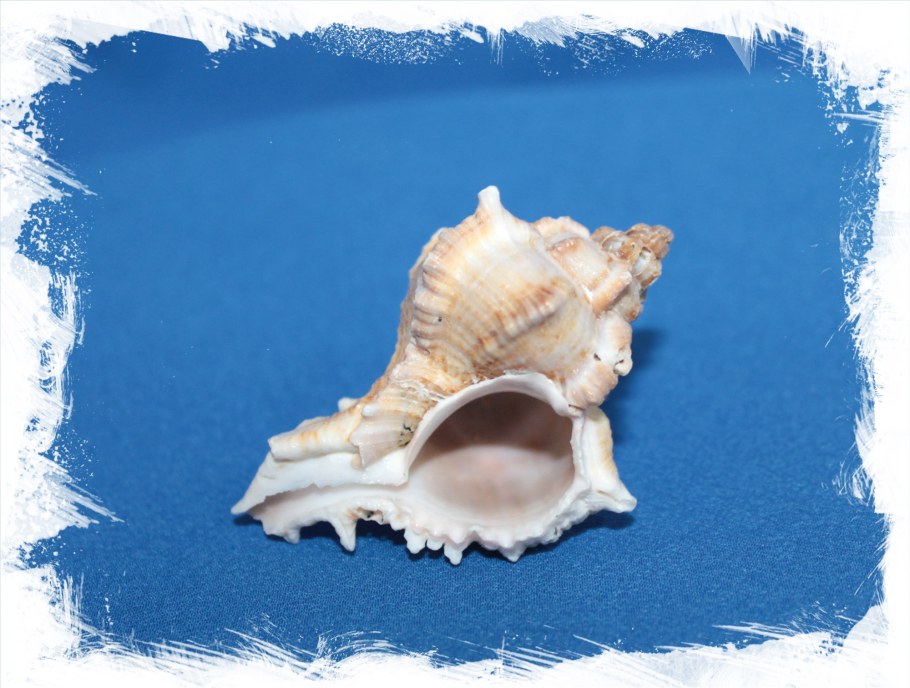 Мурекс Ракушка