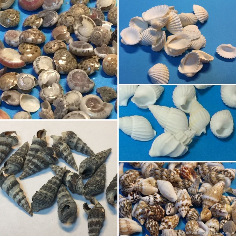 Мелкие ракушки