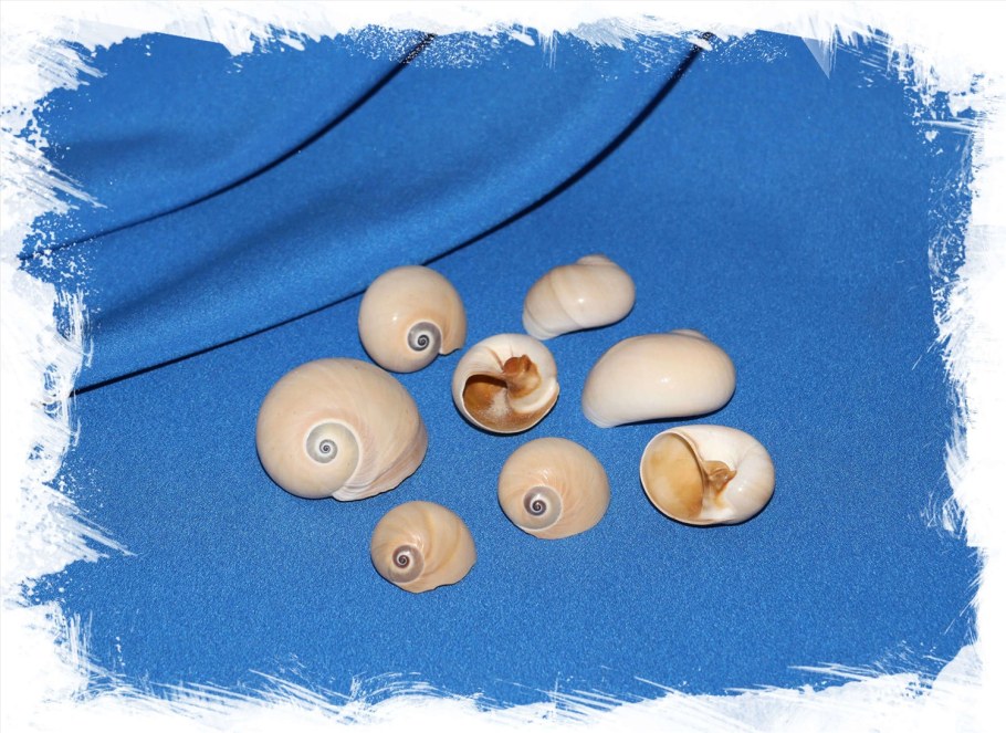 Упаковка Ракушка