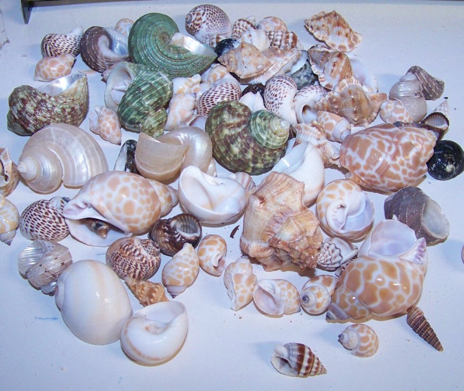 Коллекционные ракушки