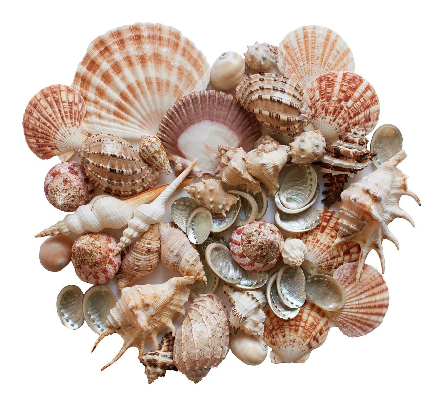 Ракушки для рукоделия