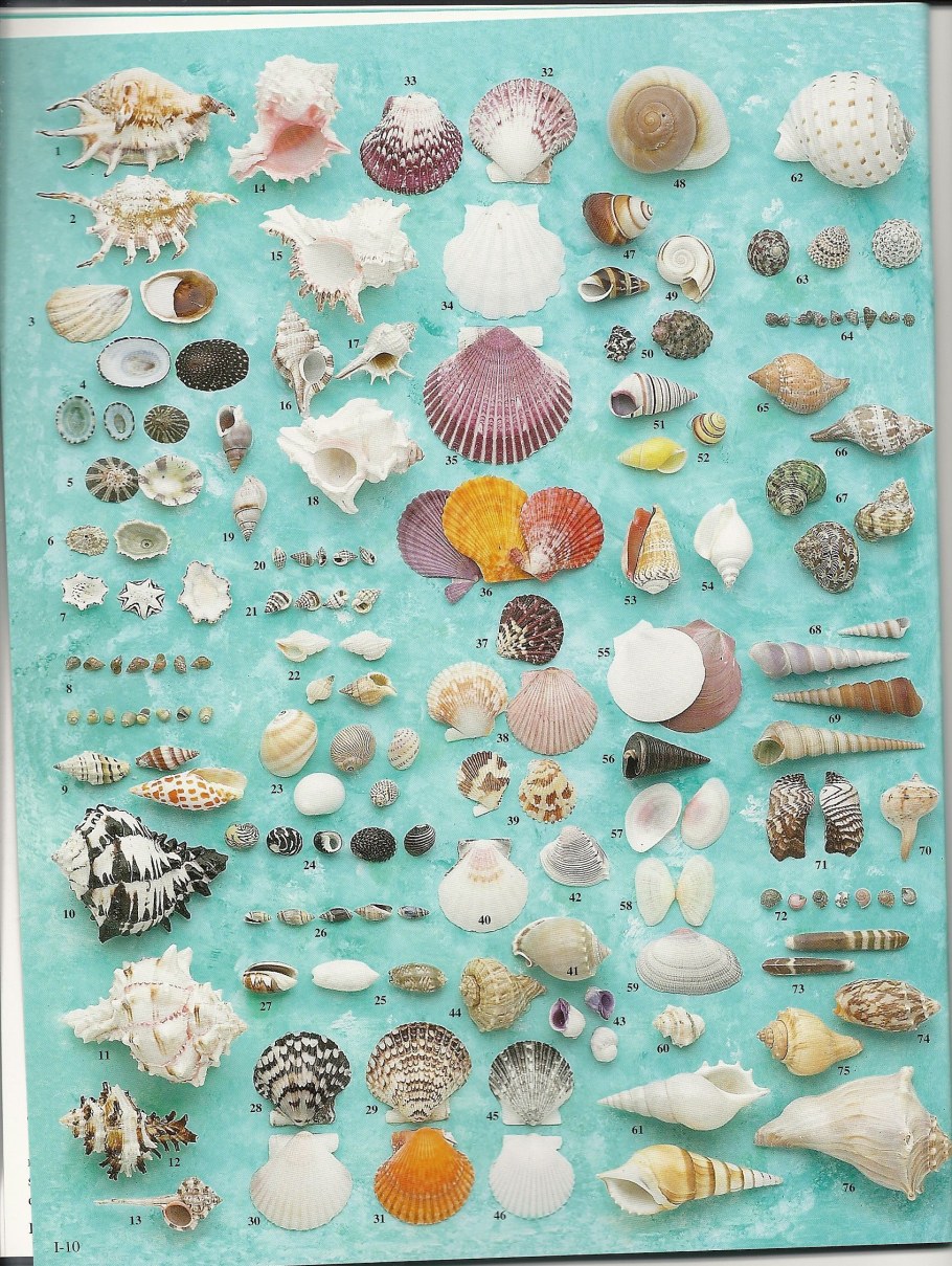 Заготовки из ракушек