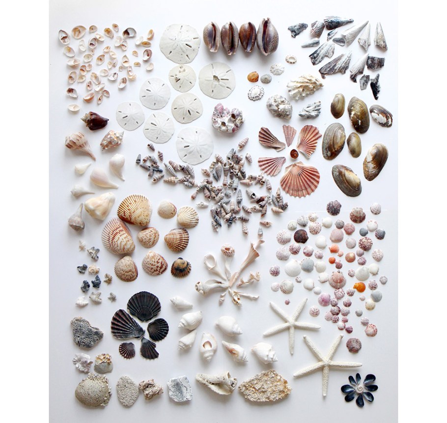 Коллекция ракушек