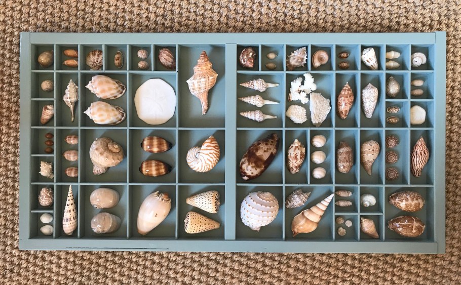 Коллекция ракушек Владимир Вершинин