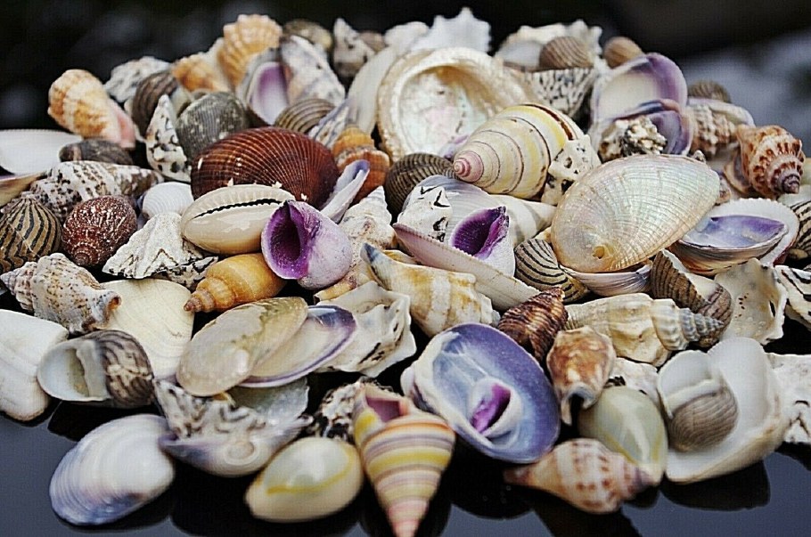 Маленькие ракушки