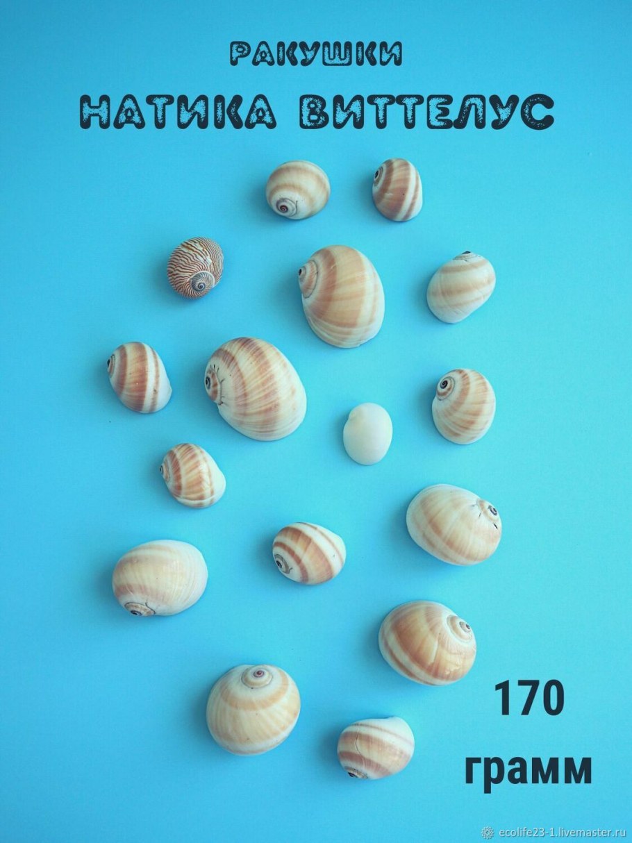 Размер ракушки
