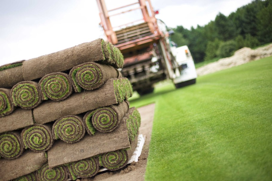 Рулонный газон элитный