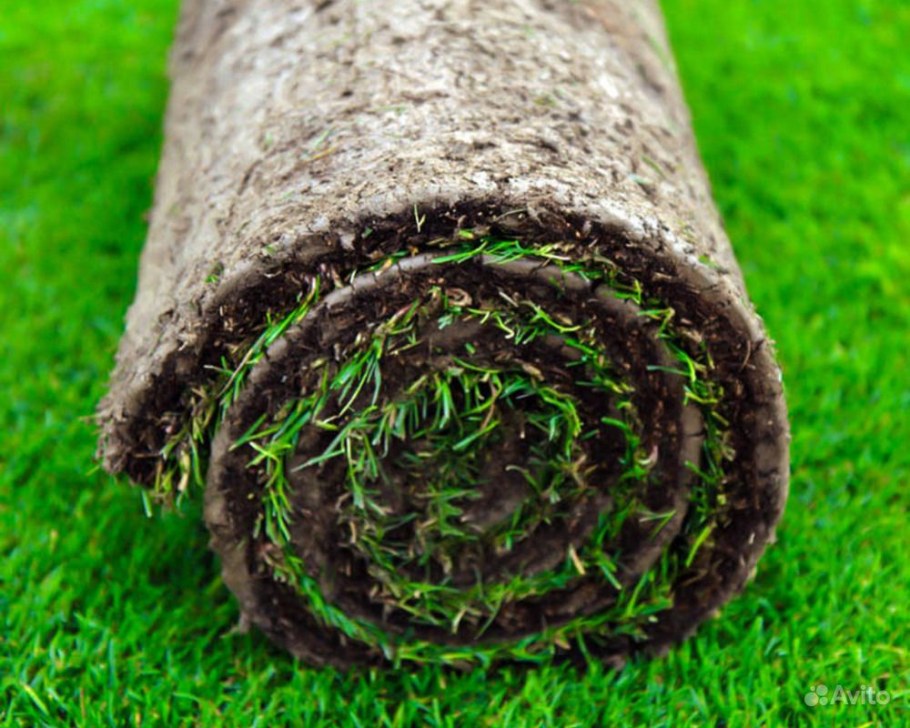 Рулонный газон элитный