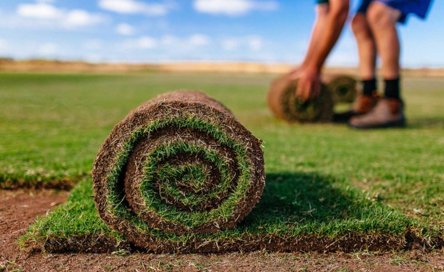 Газон в рулонах