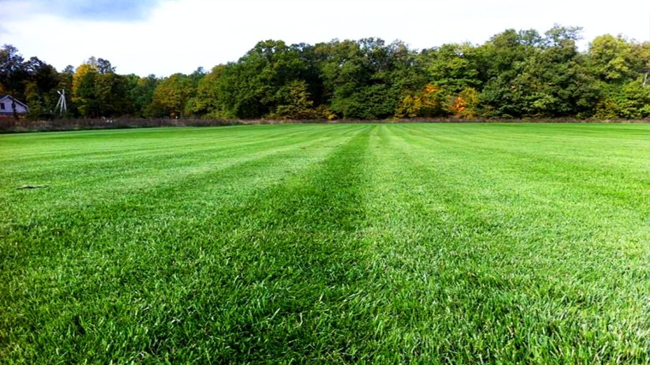 Рулонный газон мятлик