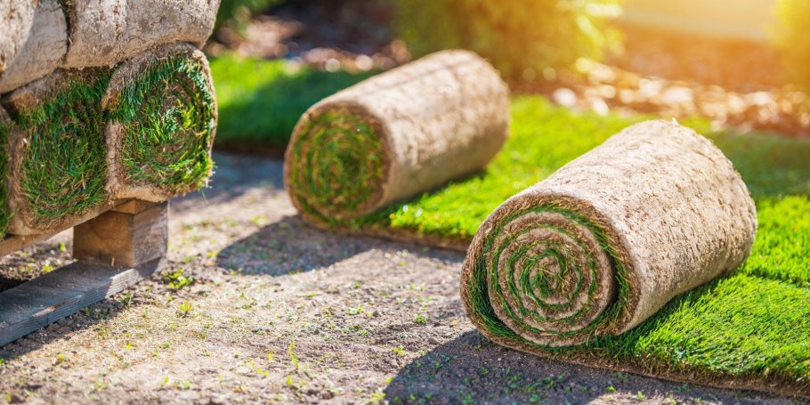 Газонная трава в рулонах