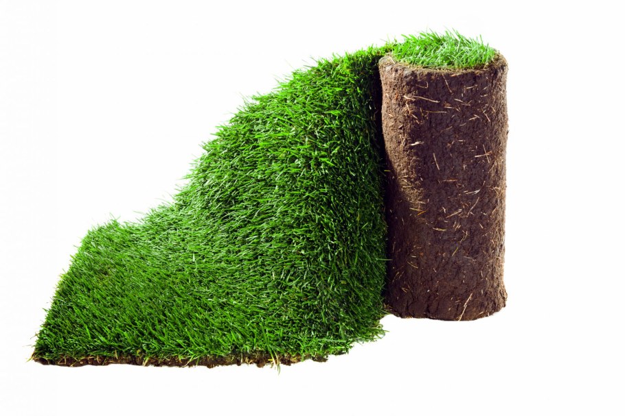 Рулонный газон премиум