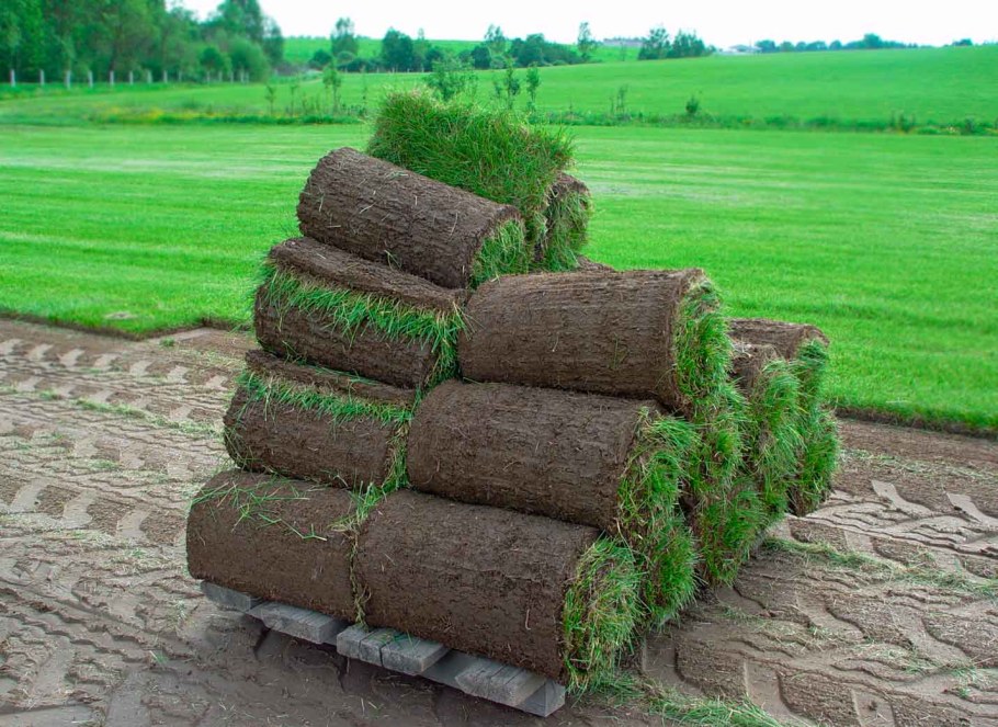 Рулонный газон элитный