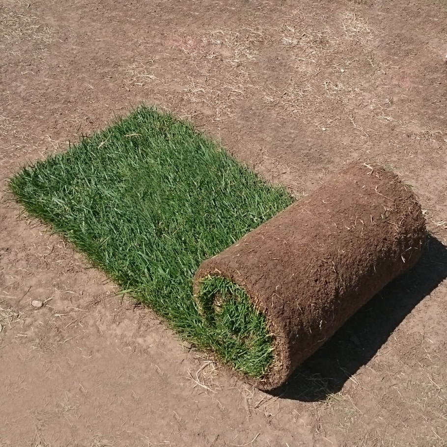 Дерн рулонный газон