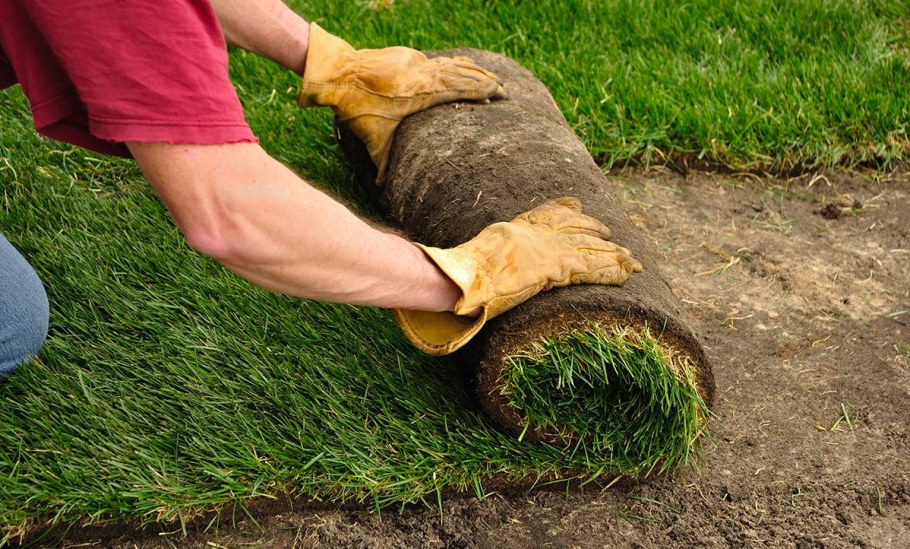 Рулонный газон на даче