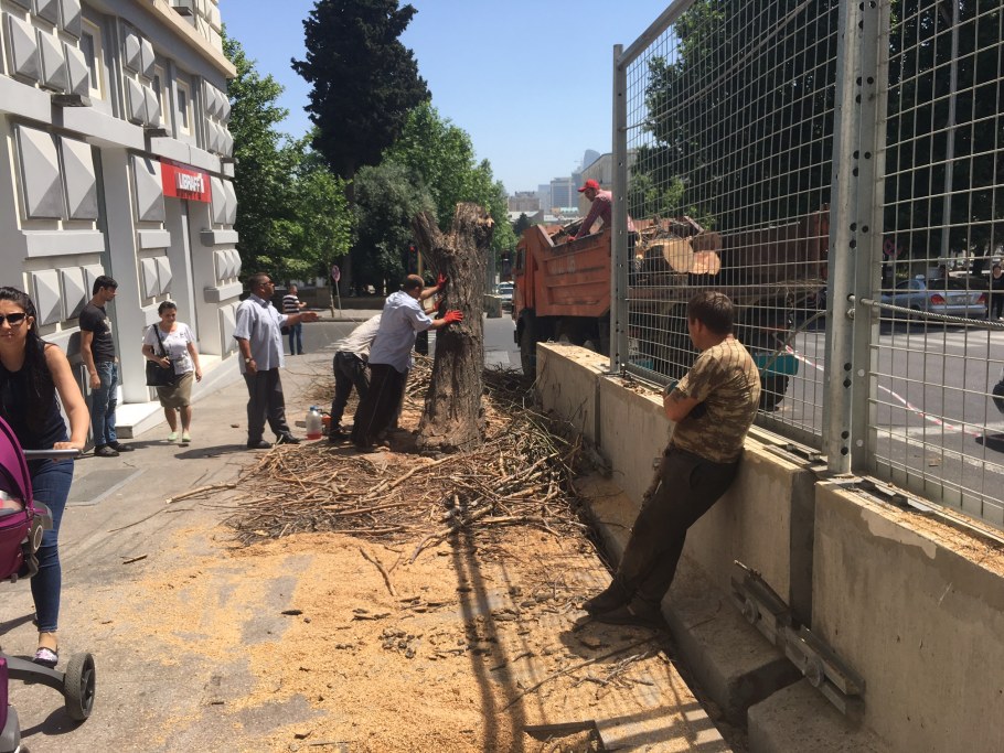 Вырубка деревьев в Баку