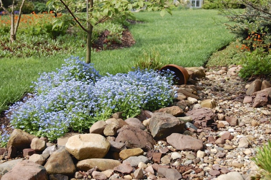 Лобелия ручей