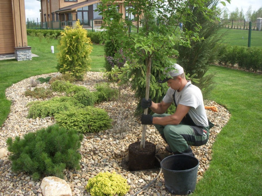 Приствольный круг у туи