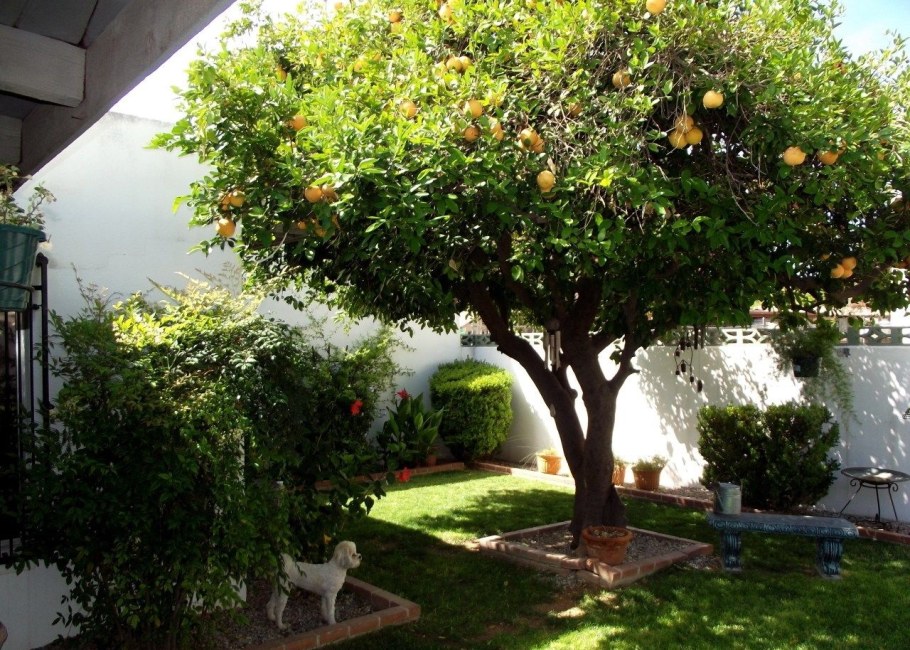 Фруктовые деревья для сада