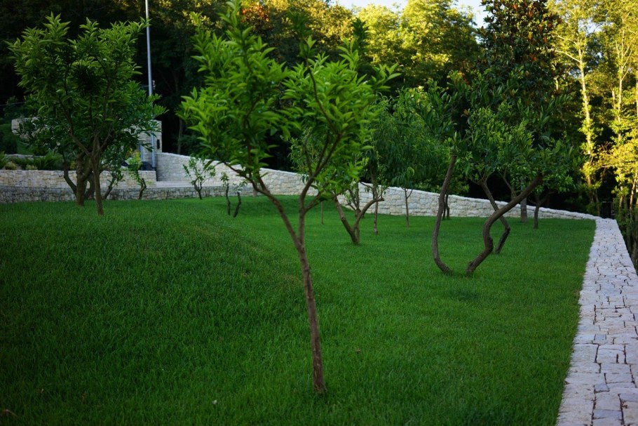 Деревья на участке