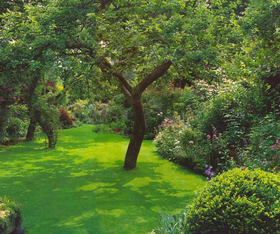 Деревья для сада