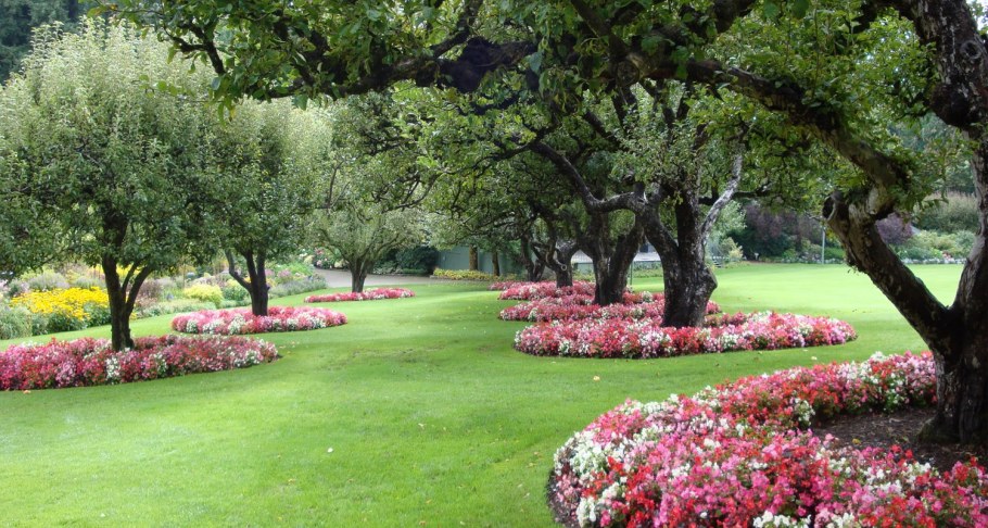 Красивые ягодные кустарники для сада