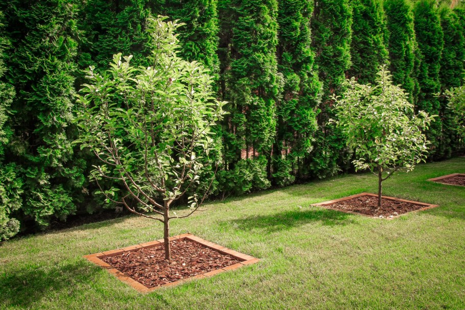 Мульчирование приствольного круга туи