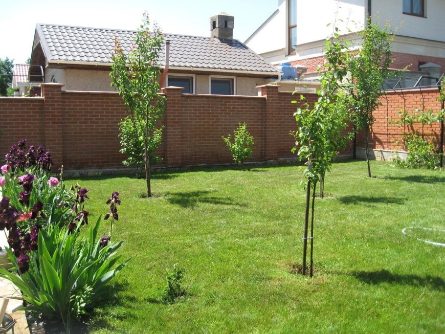 Яблоневый сад на 10 сотках