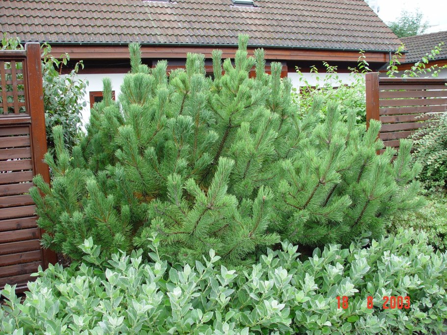 Сосна Горная Мугус v2 Lav