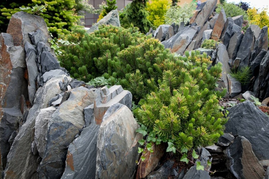 Сосна Горная Мугус в ландшафтном